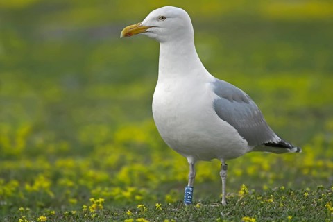 Colour-ringed European Herring Gull