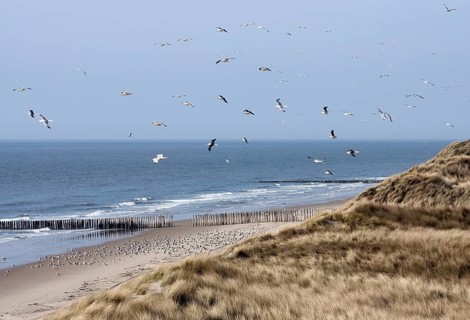 Seagulls