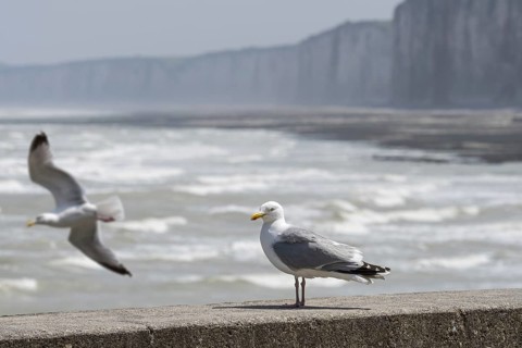 European herring gull