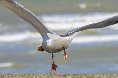 European herring gull