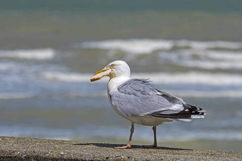 European herring gull