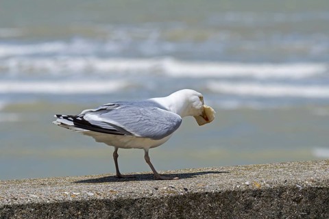 European herring gull