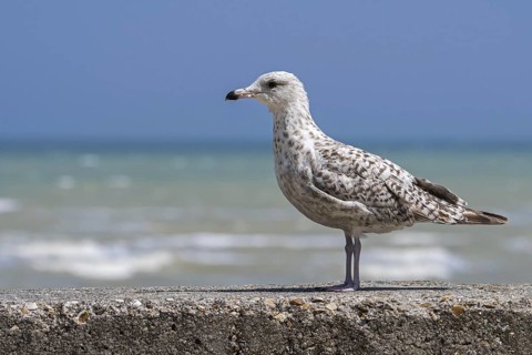 Juvenile European herring gull