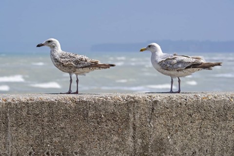 Immature European herring gulls