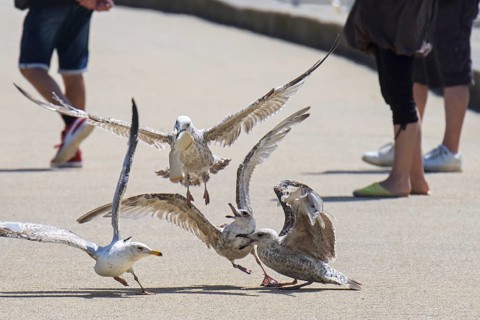 Juvenile European herring gulls