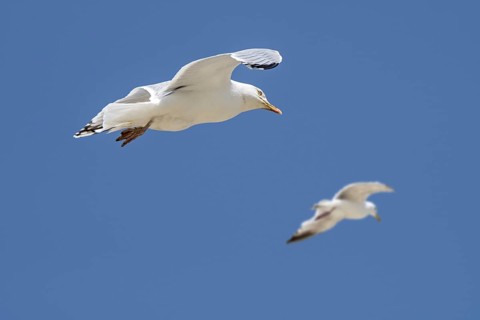 Two adult European herring gulls