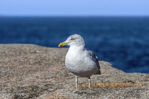 European herring gull