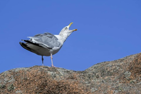 European herring gull