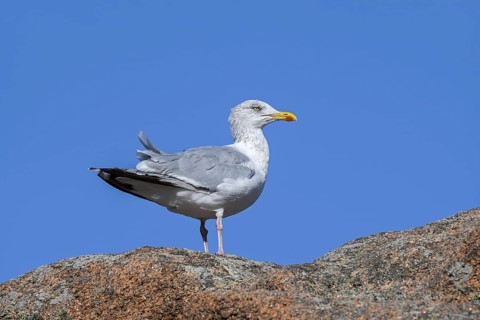 European herring gull