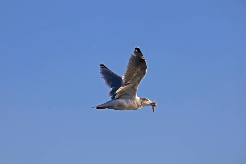 European herring gull