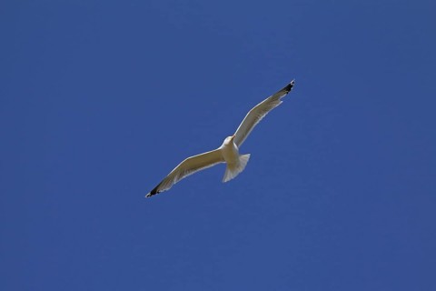 European herring gull