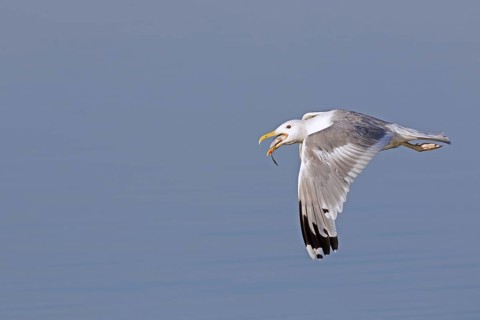 European herring gull