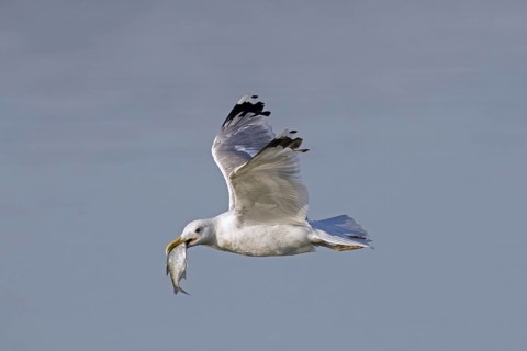 European herring gull