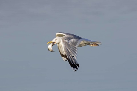 European herring gull
