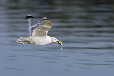 European herring gull