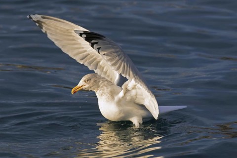 European herring gull