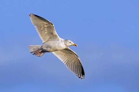 European herring gull