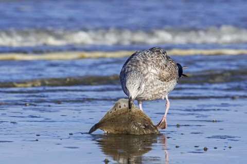 European herring gull