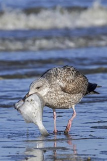 European herring gull