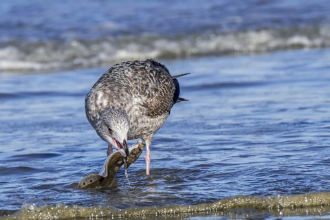 European herring gull