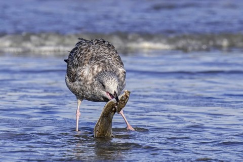 European herring gull