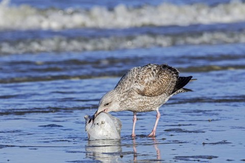European herring gull