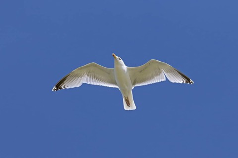 European herring gull