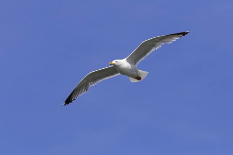 European herring gull