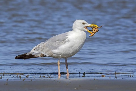 European herring gull