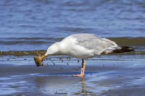 European herring gull