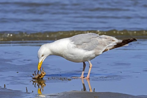 European herring gull