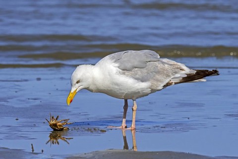 European herring gull