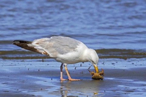 European herring gull