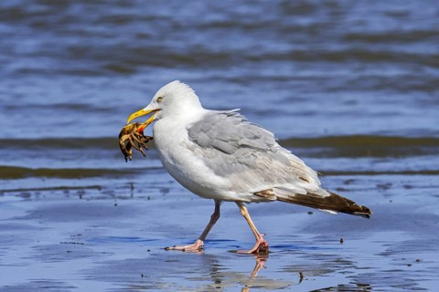 Hungry European herring gull