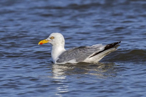 European herring gull