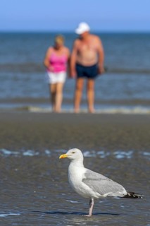 European herring gull