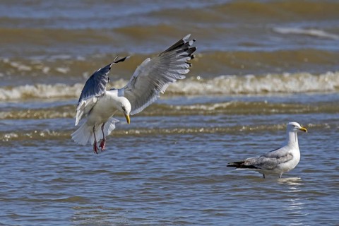 European herring gull