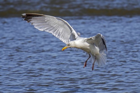 European herring gull