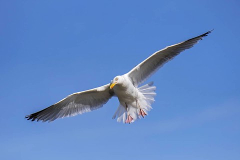 European herring gull