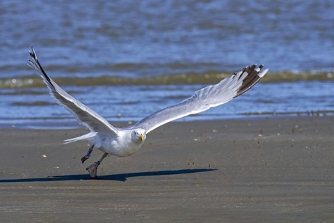 Ringed European herring gull