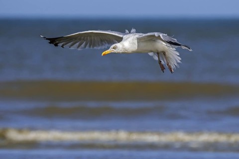European herring gull
