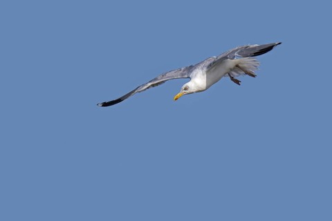 European herring gull