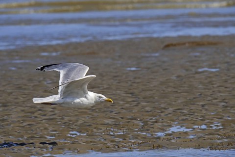 European herring gull
