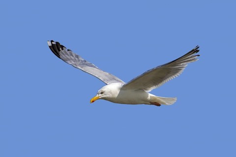 European herring gull