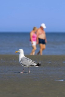 European herring gull