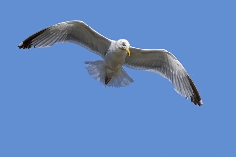 European herring gull