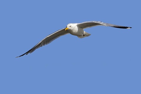 European herring gull