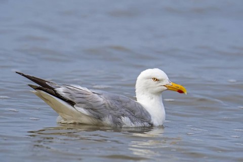 European herring gull