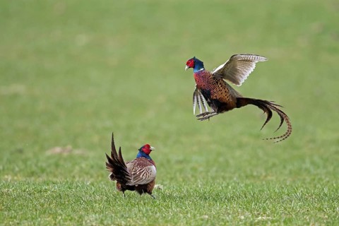 Common pheasant