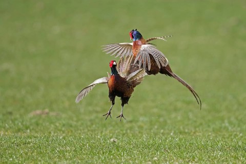 Common pheasant